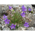 Campanula aucheri