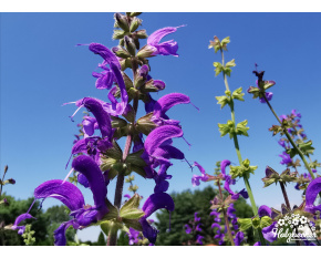 Salvia pratensis