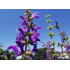 Salvia pratensis