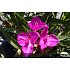 Tradescantia andersoniana ‘Karminglut’