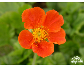Geum coccineum ‘Cooky’