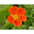Geum coccineum ‘Cooky’
