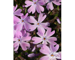 Phlox subulata ‘Emmerald Cushion Blue’