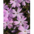 Phlox subulata ‘Emmerald Cushion Blue’