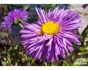 Erigeron speciosus ‘Azure Beauty’