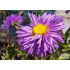 Erigeron speciosus ‘Azure Beauty’
