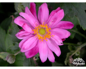 Anemone japonica ‘Bressingham Glow’