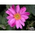 Anemone japonica ‘Bressingham Glow’