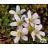 Saxifraga trifurcata