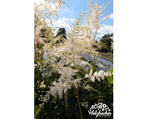 Astilbe x arendsii ‘Brautschleier’