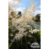 Astilbe x arendsii ‘Brautschleier’