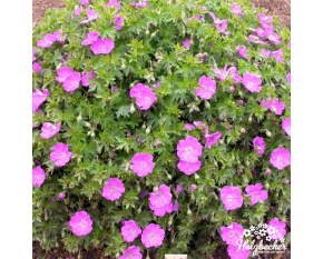 Geranium sanguineum ‘Max Frei’