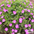 Geranium sanguineum ‘Max Frei’