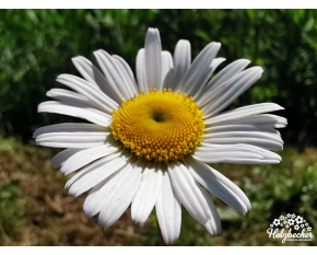 Leucanthemum vulgare ‘May Queen’