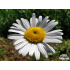 Leucanthemum vulgare ‘May Queen’