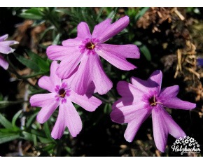 Phlox subulata ‘Fort Hill’