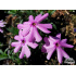 Phlox subulata ‘Fort Hill’