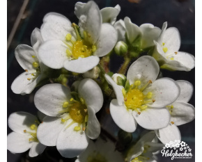Saxifraga ‘Cecil Davis’