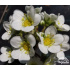 Saxifraga ‘Cecil Davis’
