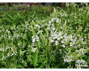 Verbena hastata ‘White Spires’