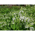 Verbena hastata ‘White Spires’