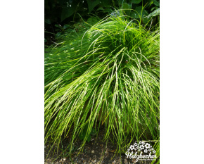 Carex montana