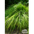 Carex montana