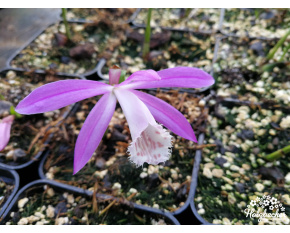 Pleione formosana