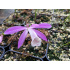 Pleione formosana