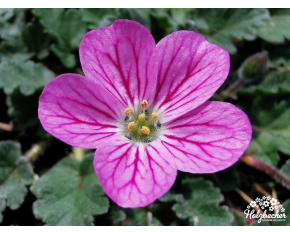 Erodium ‘Bishop's Form’