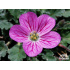 Erodium ‘Bishop's Form’