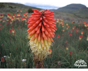 Kniphofia caulescens