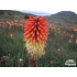 Kniphofia caulescens