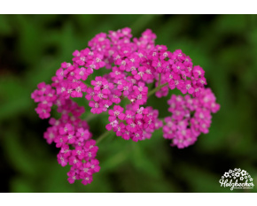 Achillea millefolium ‘Lilac Beauty’