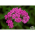 Achillea millefolium ‘Lilac Beauty’