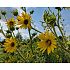 Silphium laciniatum