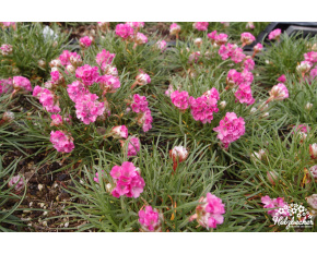 Armeria maritima ‘Splendens’