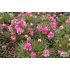 Armeria maritima ‘Splendens’