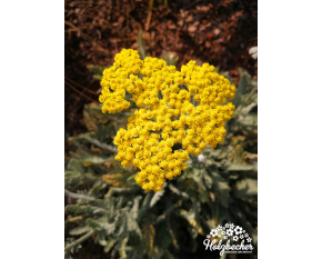 Achillea ‘Moonshine’