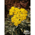 Achillea ‘Moonshine’