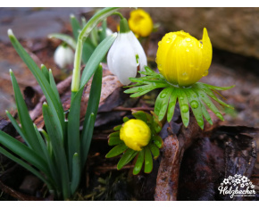 Galanthus, Eranthis