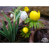 Galanthus, Eranthis