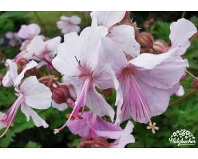 Geranium macrorrhizum ‘Ingwersen's Variety’