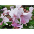 Geranium macrorrhizum ‘Ingwersen's Variety’