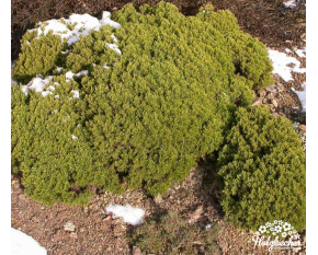 Hebe cupressoides