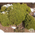 Hebe cupressoides