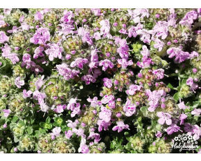 Thymus serpyllum ‘Rasta’