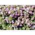 Thymus serpyllum ‘Rasta’