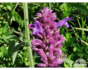 Agastache ‘Blue Boa’