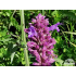 Agastache ‘Blue Boa’